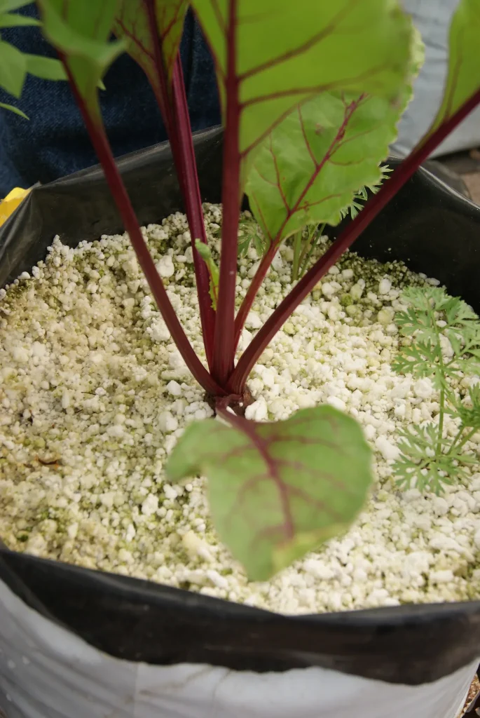 cultivo hidroponico hidroponia de betabel