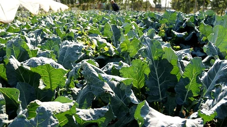 Cultivo de brocoli en tierra campo abierto