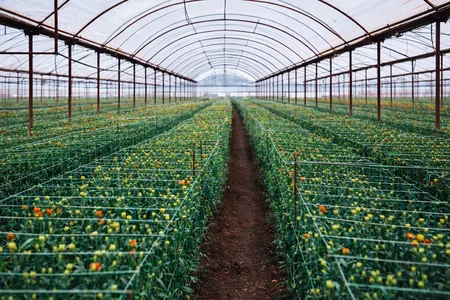 cultivo de clavel en invernadero