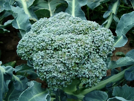 Flor de brocoli lista para cosecha