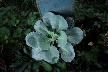 Planta de brocoli en campo