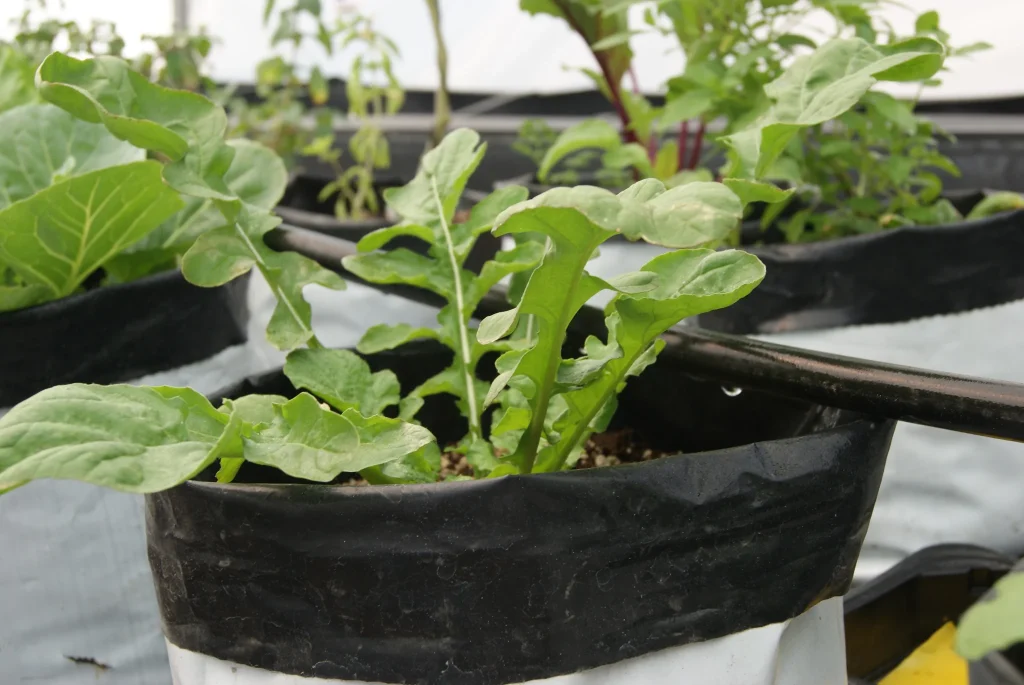 riego por goteo en betabel