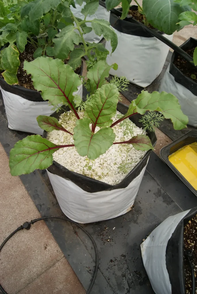 cultivo en bolsa de betabel