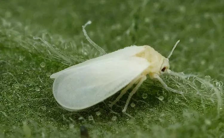 Mosca blanca que evadió malla antiáfidos
