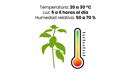 Condiciones_para_que_crezca_bien_Esquema_albahaca