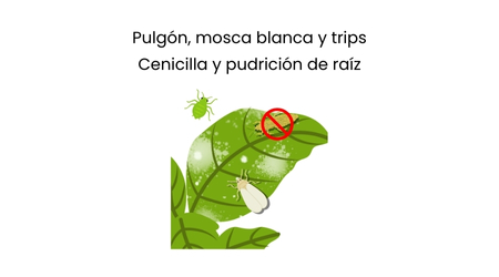 Control_de_plagas_y_enfermedades_albahaca