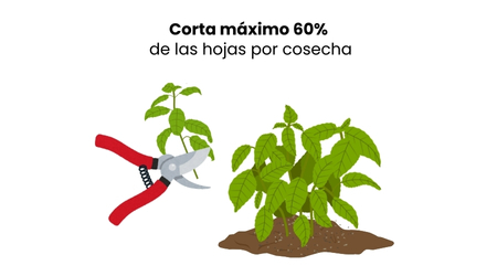 Cosecha_albahaca_Esquema