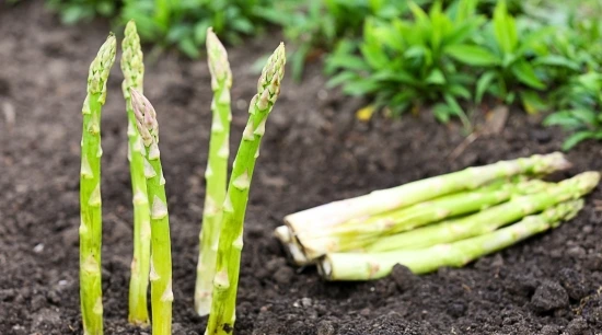 Cómo cultivar espárrago verde: manejo agronómico y producción
