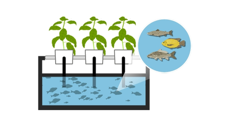 Cultivo_en_Hidroponia_Acuaponia_Esquema