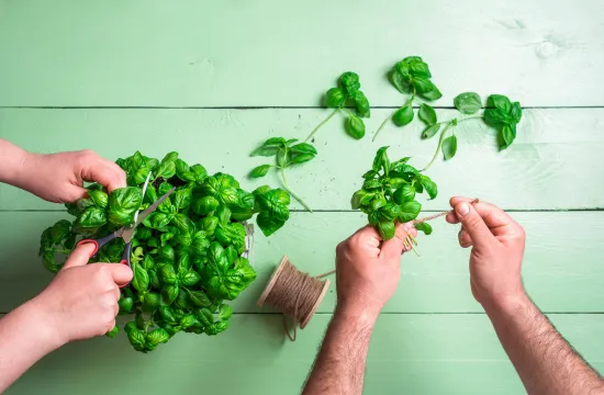 Guía completa para el cultivo de la albahaca (Ocimum basilicum)