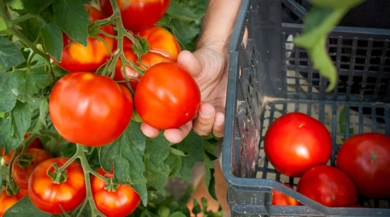Producción de jitomate: guía práctica para huerta, campo abierto, cultivo protegido e hidroponía