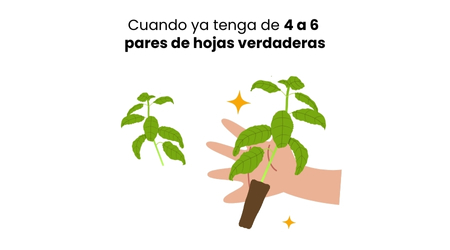 Trasplante_Esquema_albahaca