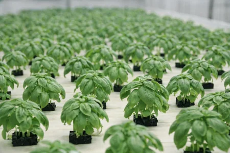 cultivo en raiz flotante de albahaca por hidroponia