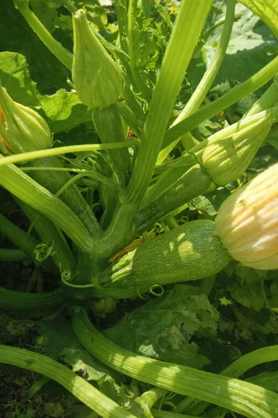 desarrollo de la calabaza zucchini