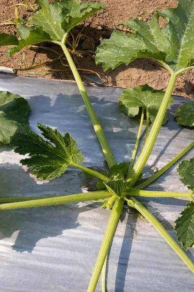 calabaza en acolchado plata negro
