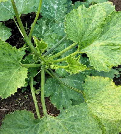 enfermedades de la planta de calabaza