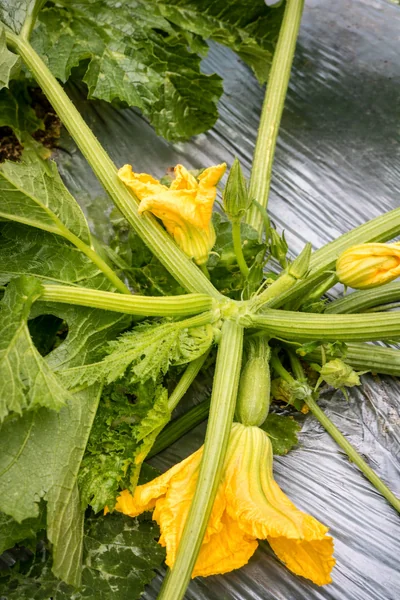 calabaza zucchini en acolchado plata negro mulching