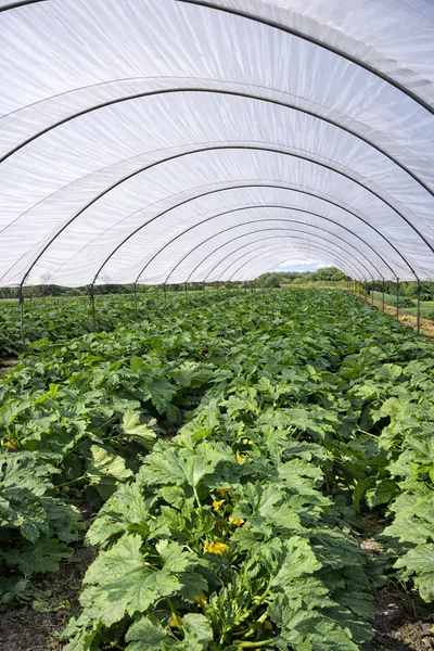 cultivo de calabaza en microtunel