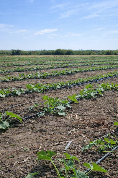 riego por goteo en calabaza producida en campo abierto