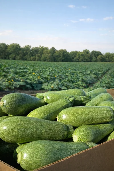 guia para la cosecha de la calabaza