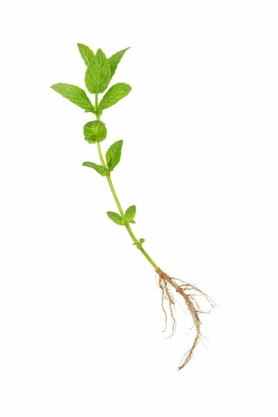 características de la planta de menta