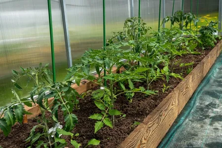 condiciones ambientales para cultivo en huerta de jitomate