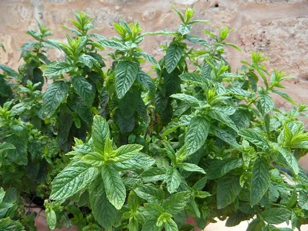 condiciones ambientales para el cultivo de la menta piperita