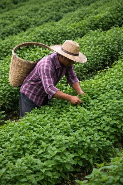 cosecha de la planta de menta a nivel comercial