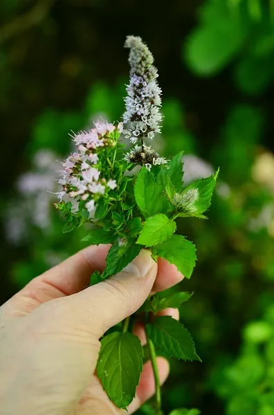 floracion en la produccion de menta