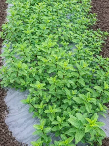 cutlivo de menta en acolchado plástico