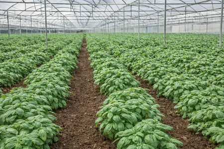 cultivo de albahaca en invernadero