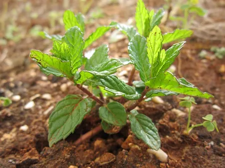 cultivo de menta en tierra