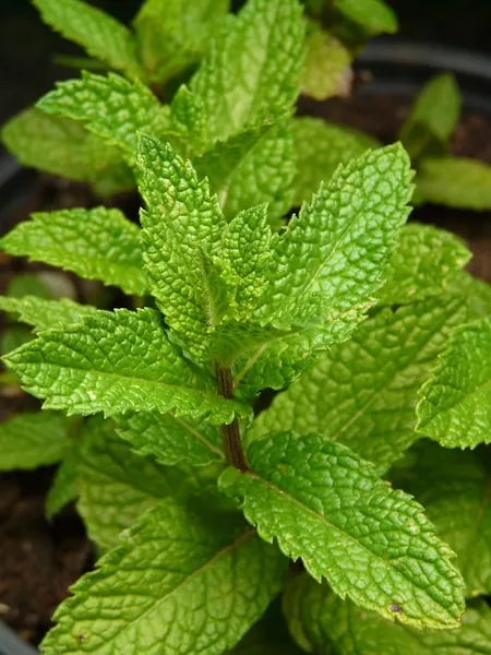 cultivo de la menta piperita