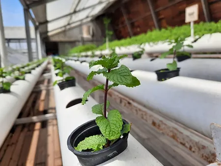 hierbas aromáticas menta cultivadas por hidroponia nft