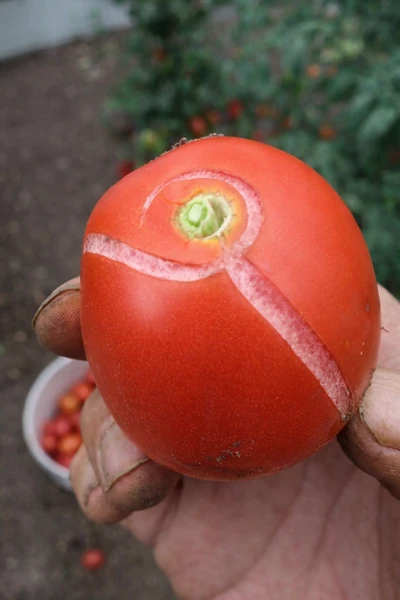 daño en el fruto del jitomate por cambios en el riego
