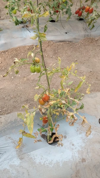 ejemplo de carencia de nutrientes en el cultivo del jitomate