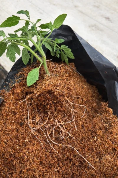 desarrollo de raices en el cultivo del jitomate en fibra de coco como sustrato hidropónico en bolsa para vivero hidroponia