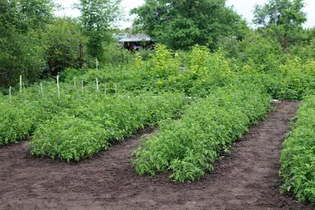 huerta de jitomate en campo