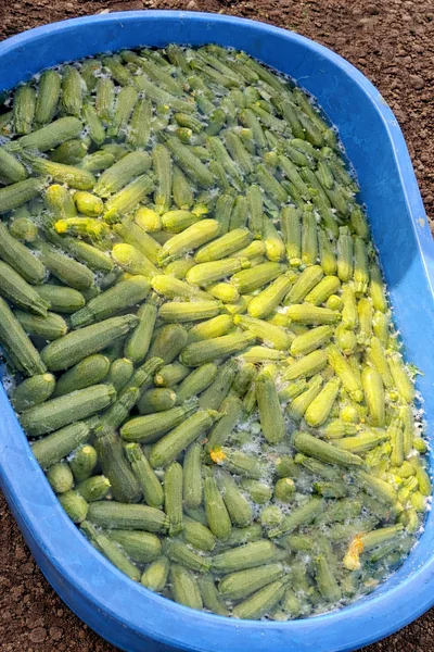 lavado de calabaza cosechada