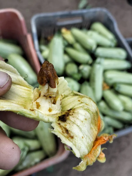 plagas en el cultivo de la calabaza zucchini