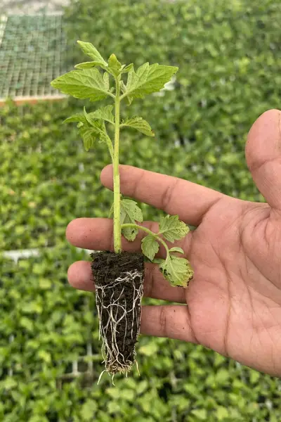 venta de plantula para produccion de jitomate