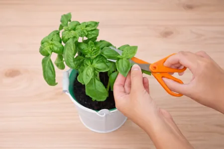 poda-de-la-albahaca-en-consumo-casero