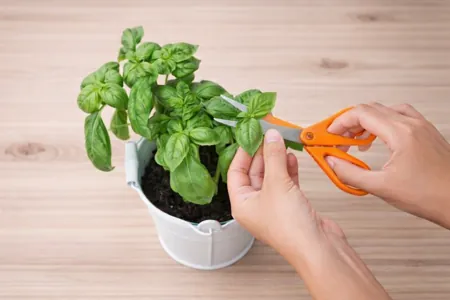 poda de albahaca