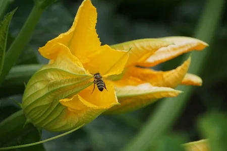 polinización en el cultivo de la calabaza