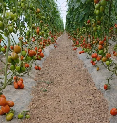 cultivo de jitomate en acolchado agricola dentro de invernadero