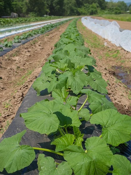cutivo de calabaza zucchini en acolchado plastico mulching