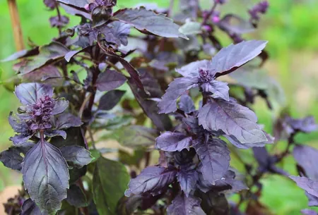 cultivo de Albahaca morada
