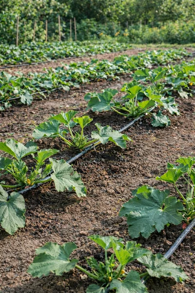 huerta de calabaza zucchini