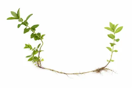 rizomas en el cultivo de la menta piperita