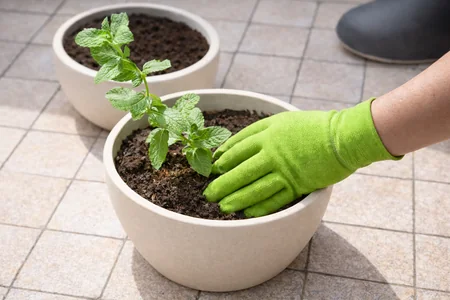 trasplante d esqueje de planta de menta
